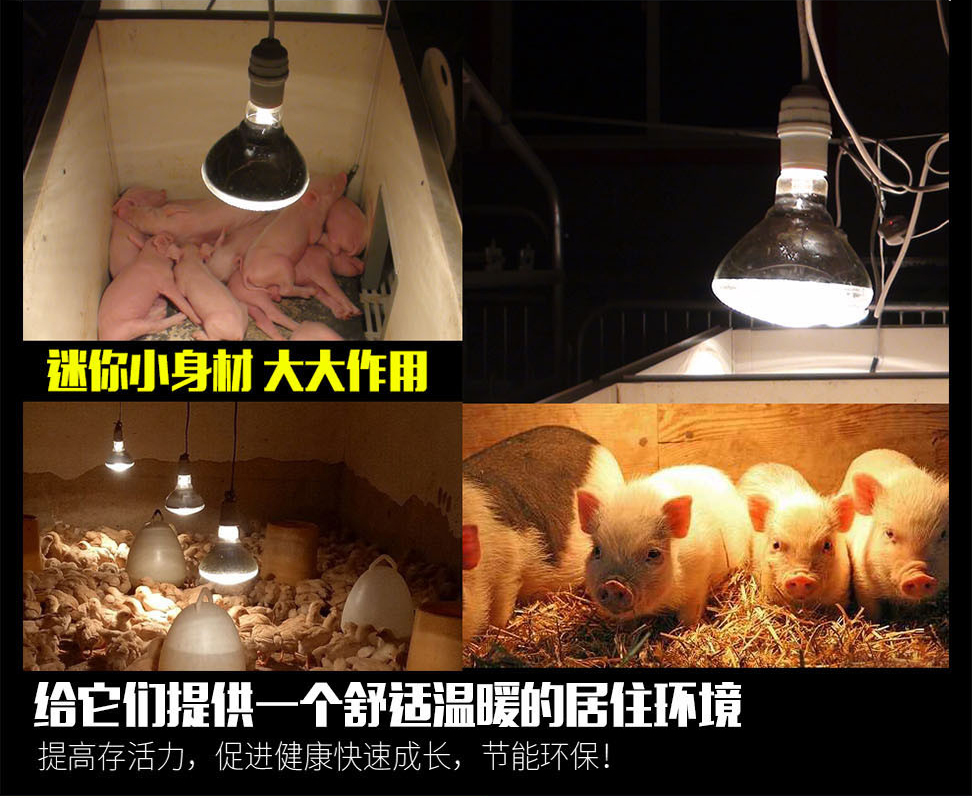 高效节能保温灯，红外线仔猪保温灯
