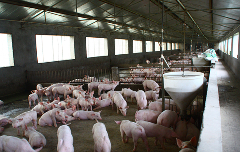 猪场养殖，冬季养猪注意事项
