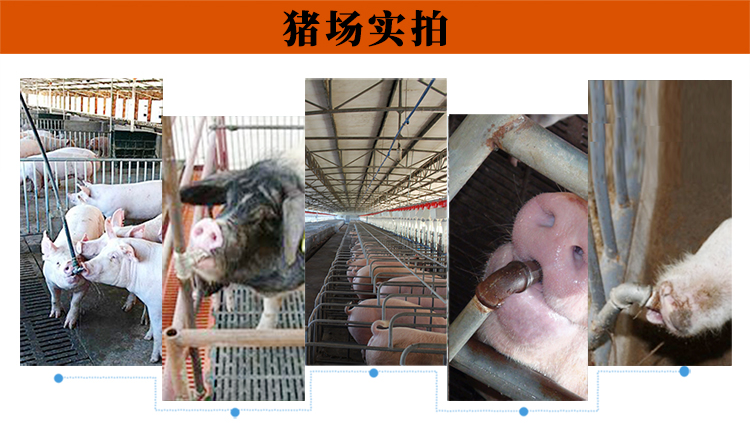 猪用饮水器在猪场的实际应用