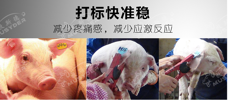 使用耳标钳需要注意的问题